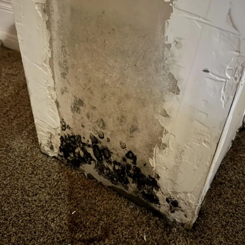 Professional Mold Removal in Fairview Heights, IL